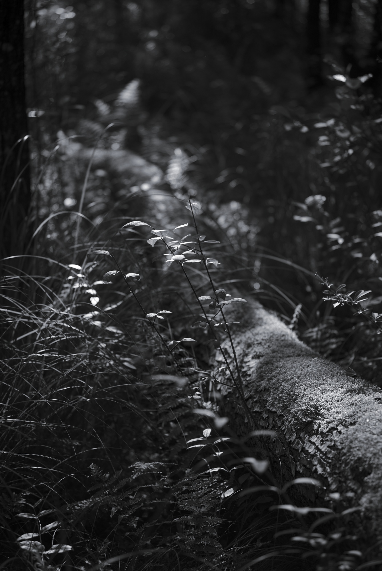 Dogwood, enlightened