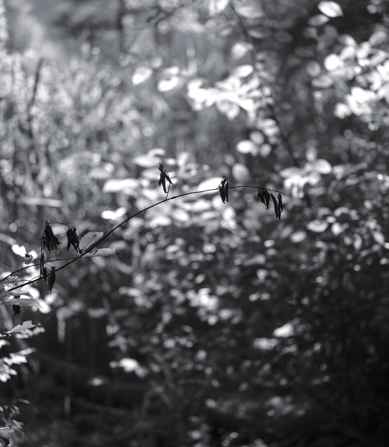 Last Year’s Leaves