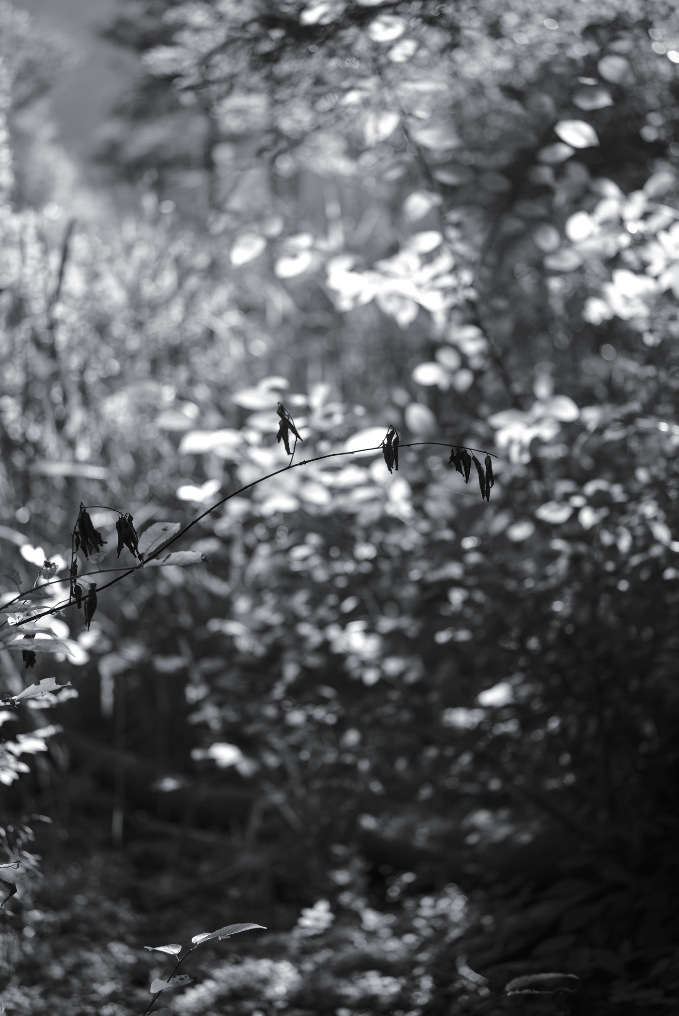 Last Year’s Leaves