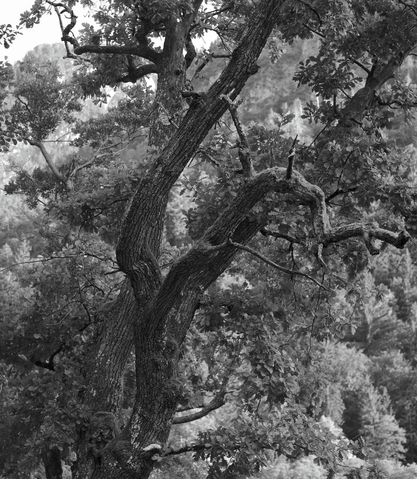 Old Oak