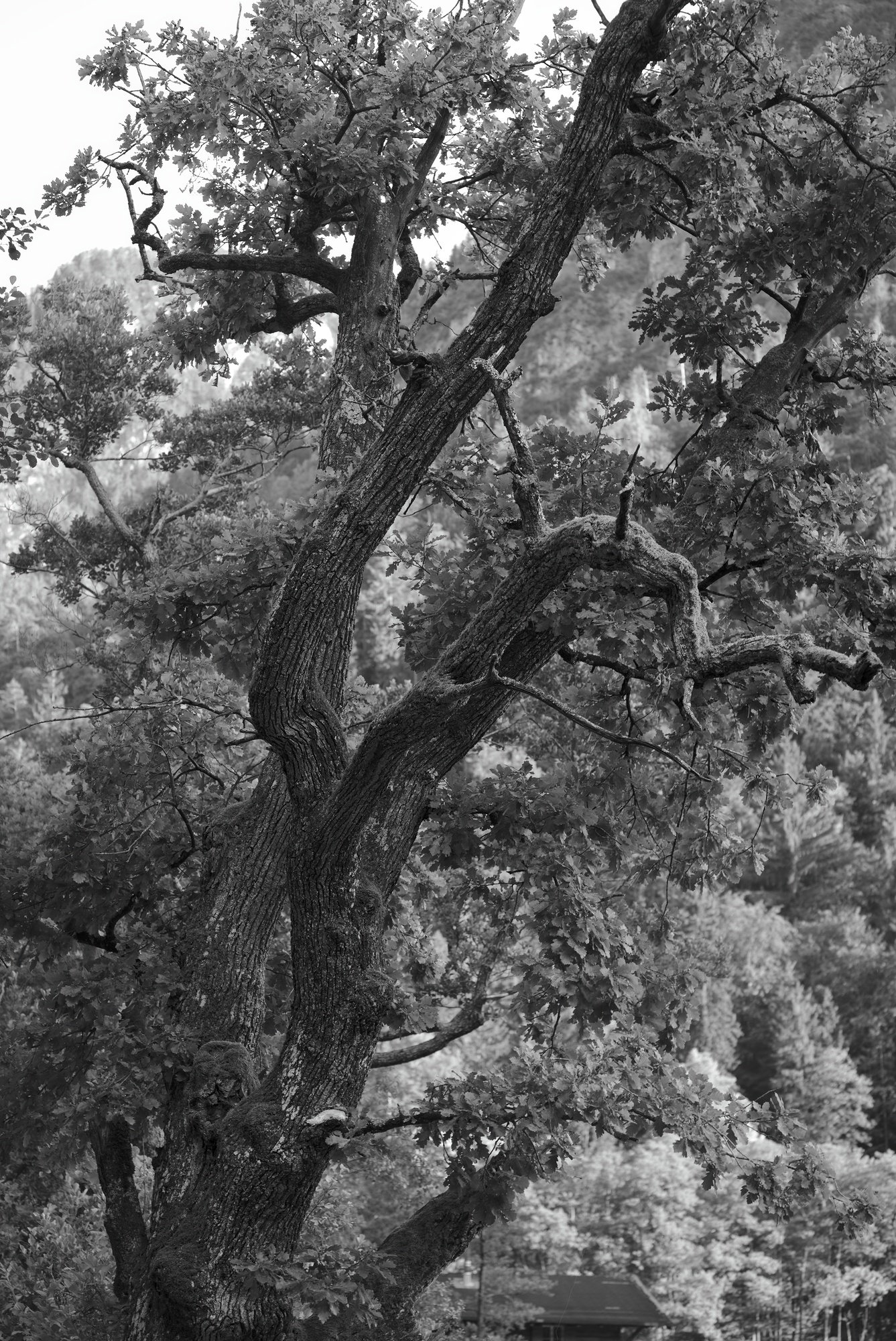 Old Oak
