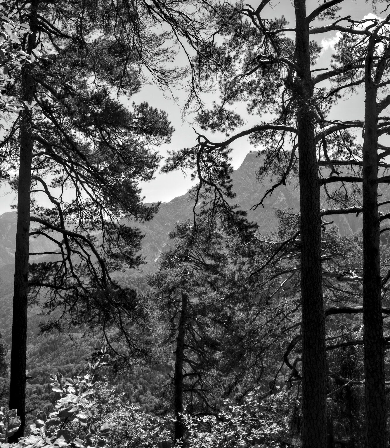 Pine Trees and Underbrush