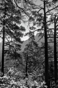 Pine Trees and Underbrush