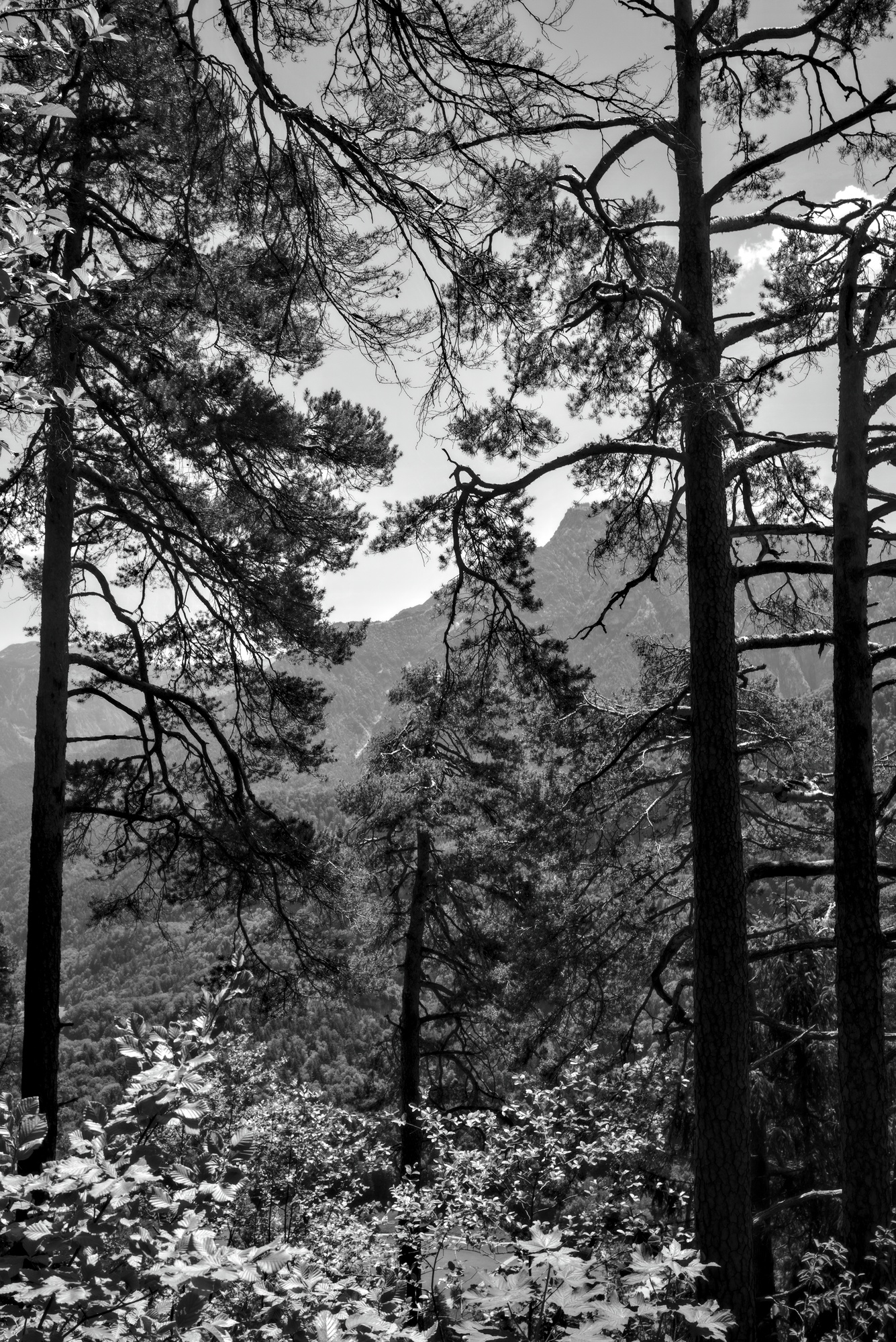 Pine Trees and Underbrush