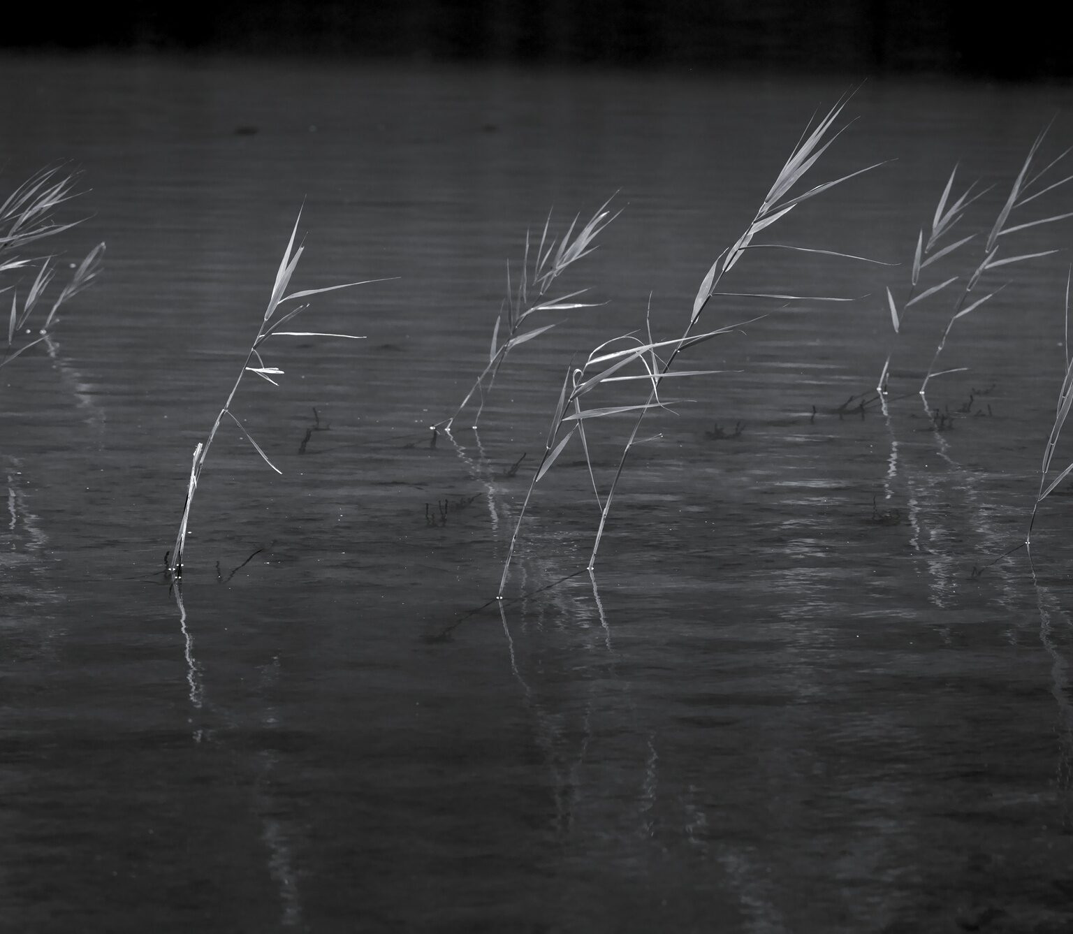 Reed in the Wind