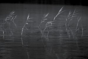 Reed in the Wind