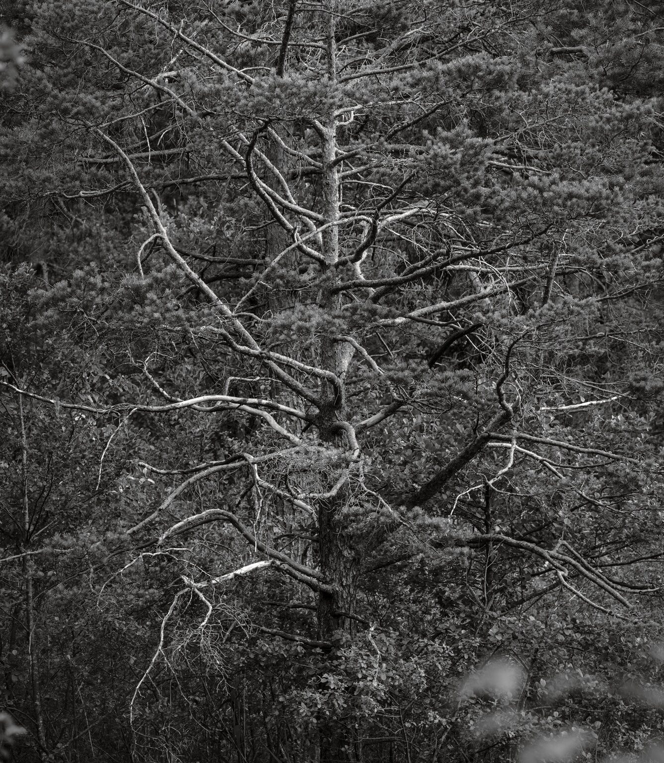 Thumsee-Kiefer