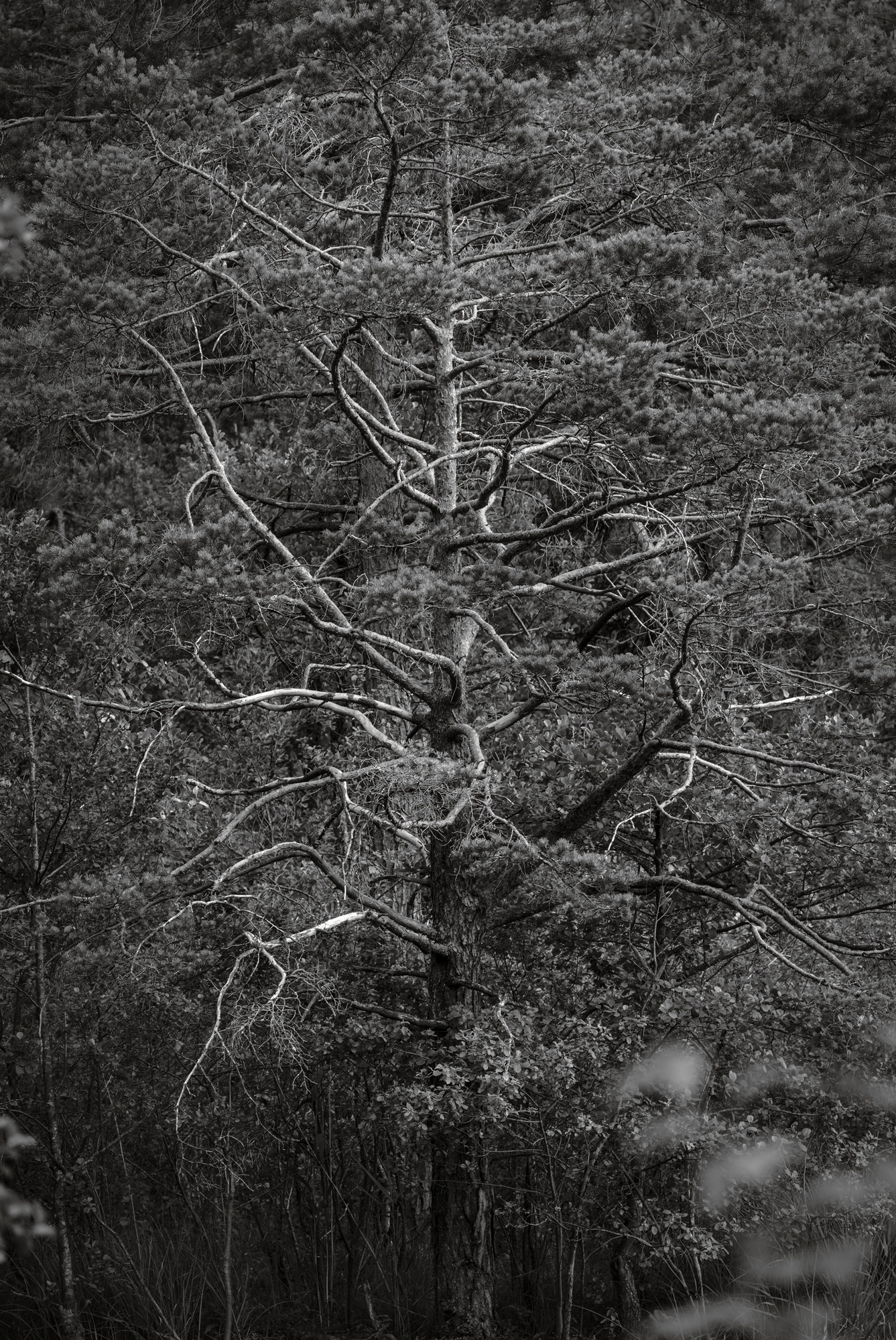Thumsee-Kiefer