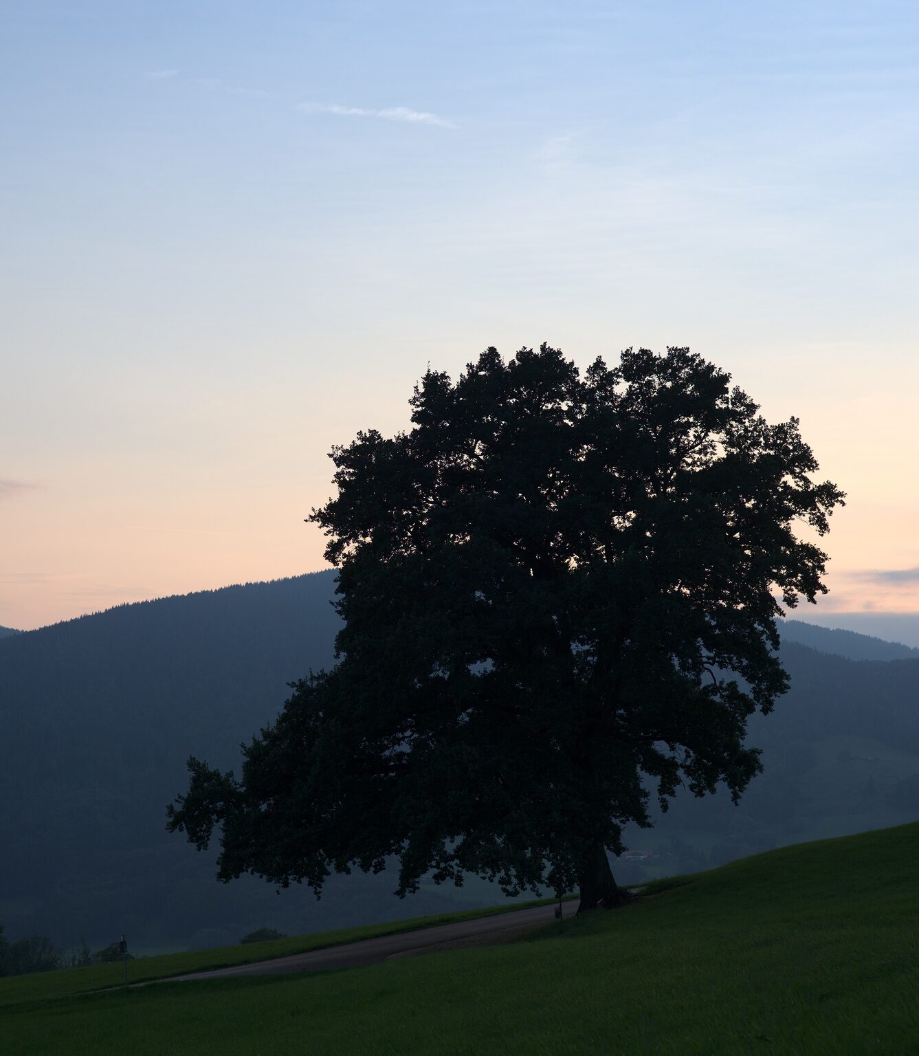 Evening Light