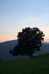 Evening Light