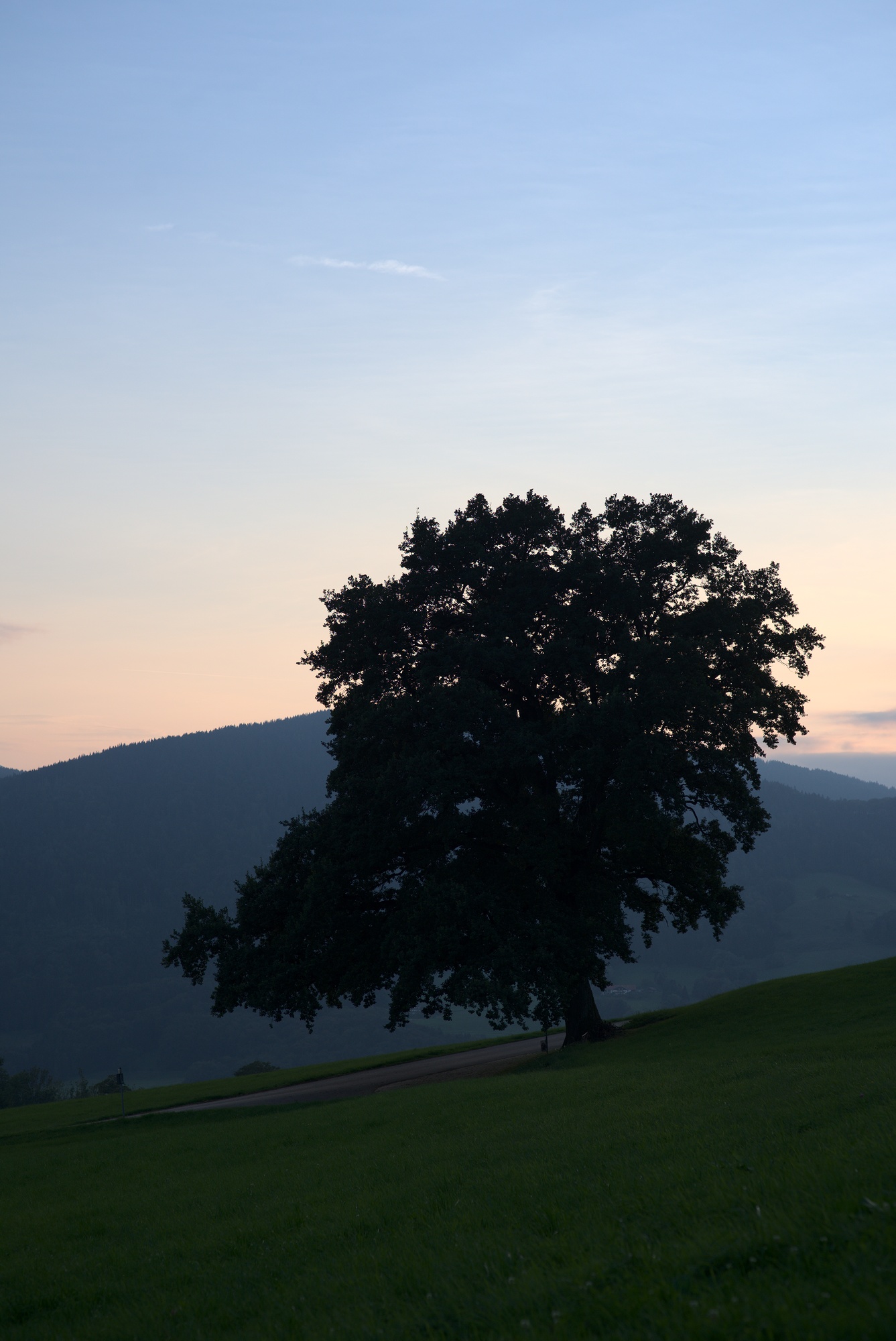 Evening Light