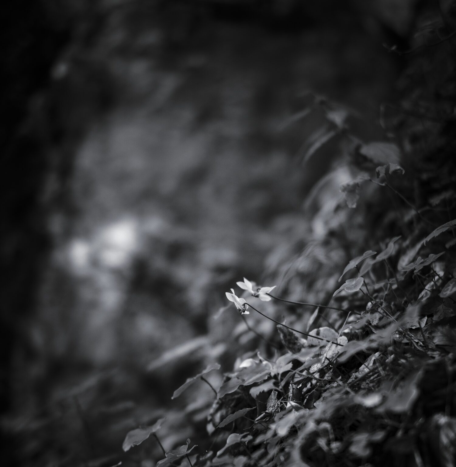 Summer’s last Violets