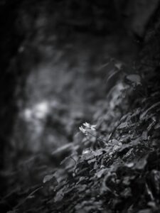 Summer’s last Violets