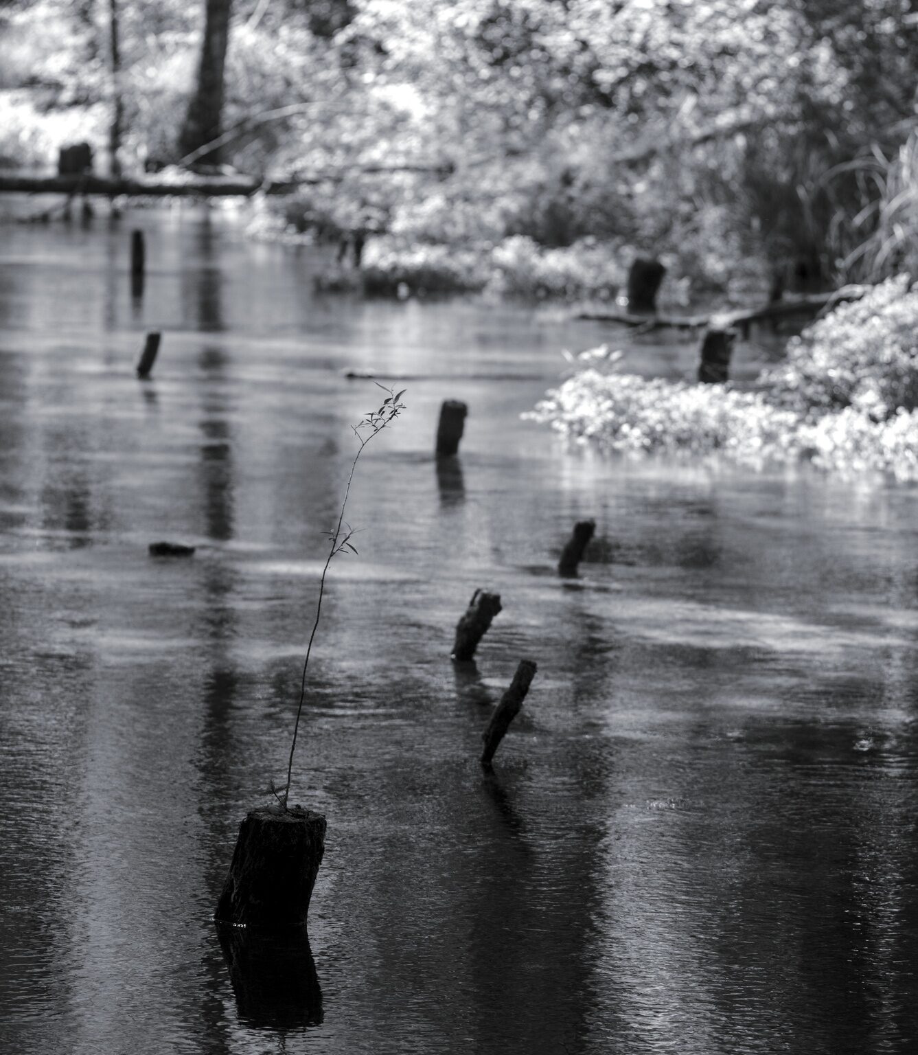 Floodplain Forest Stylite
