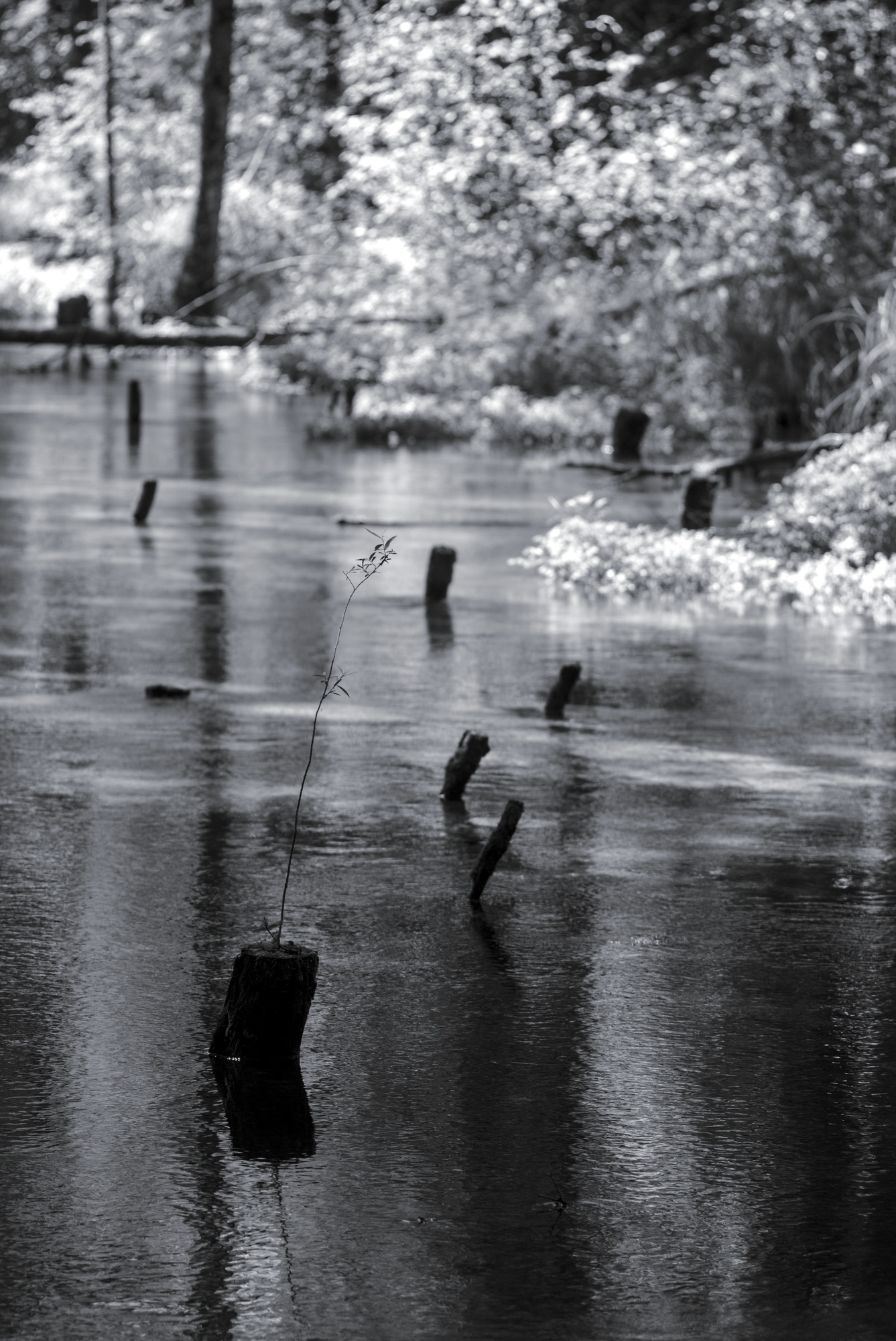 Floodplain Forest Stylite