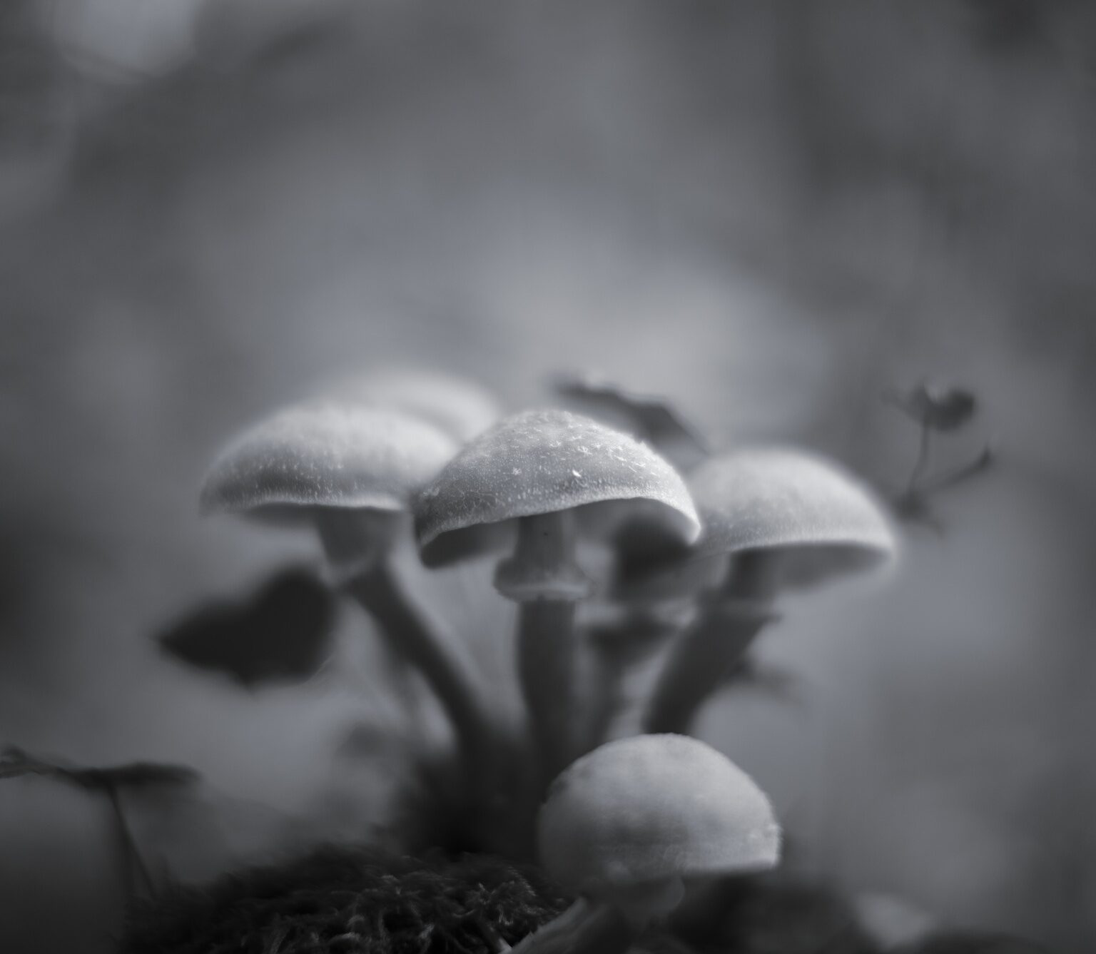 Magic Mushrooms