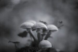 Magic Mushrooms