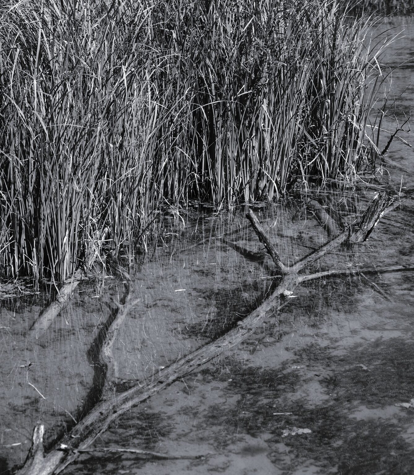 Shallow Pond