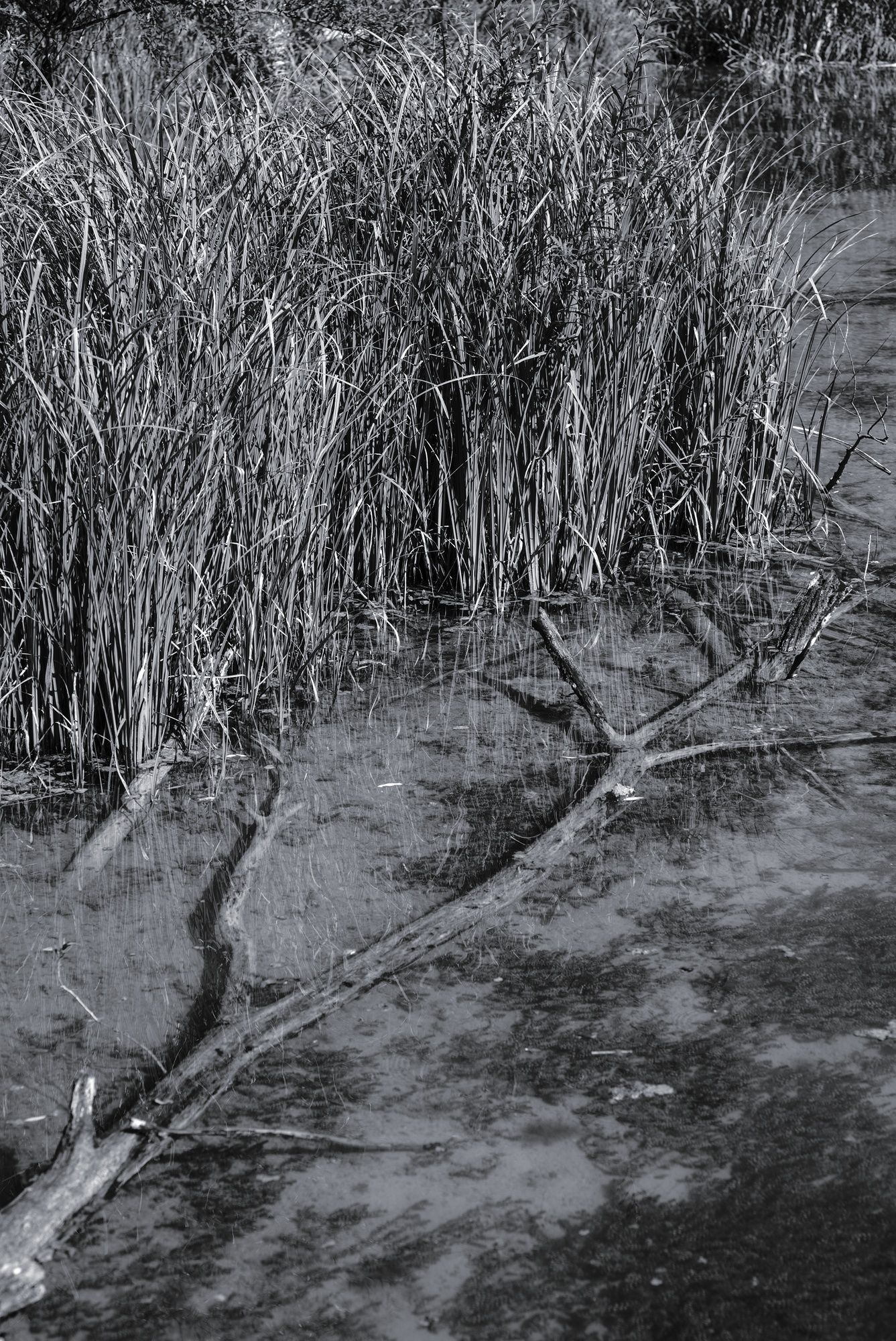 Shallow Pond