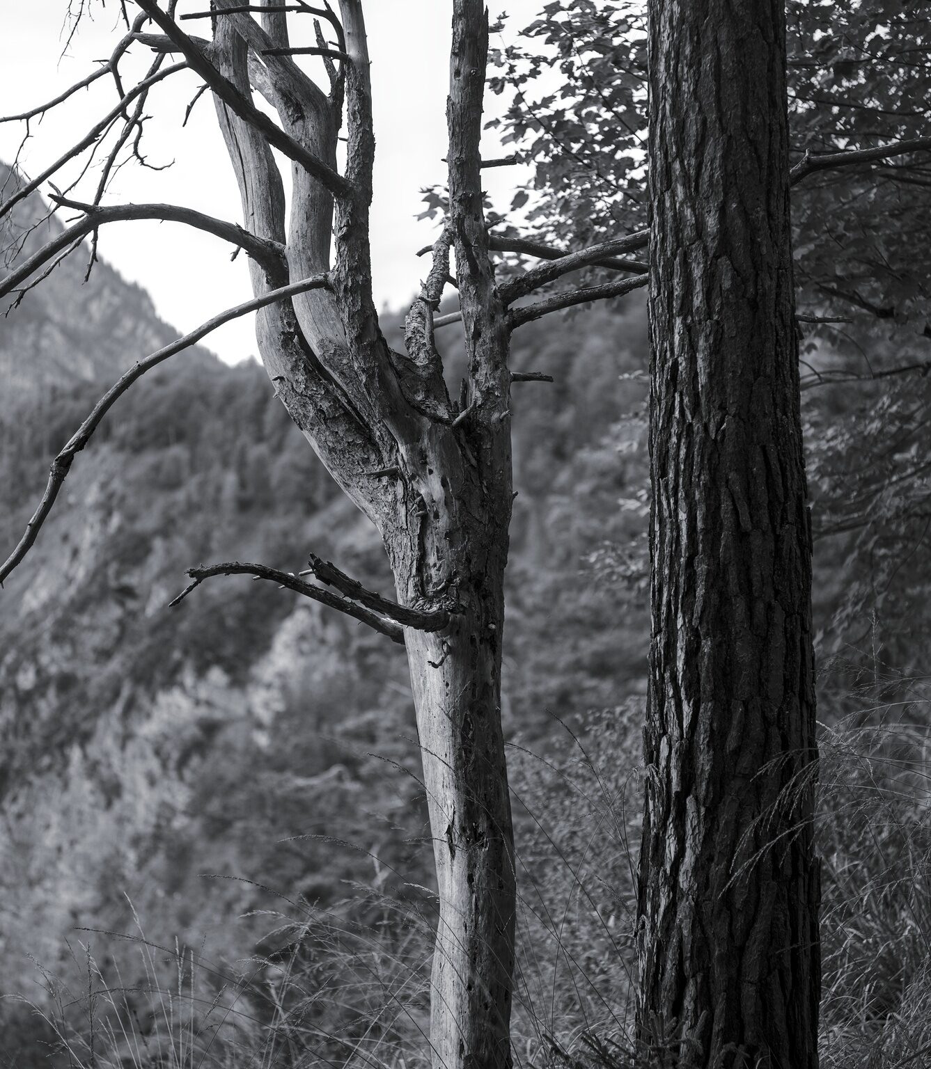 Two Trees