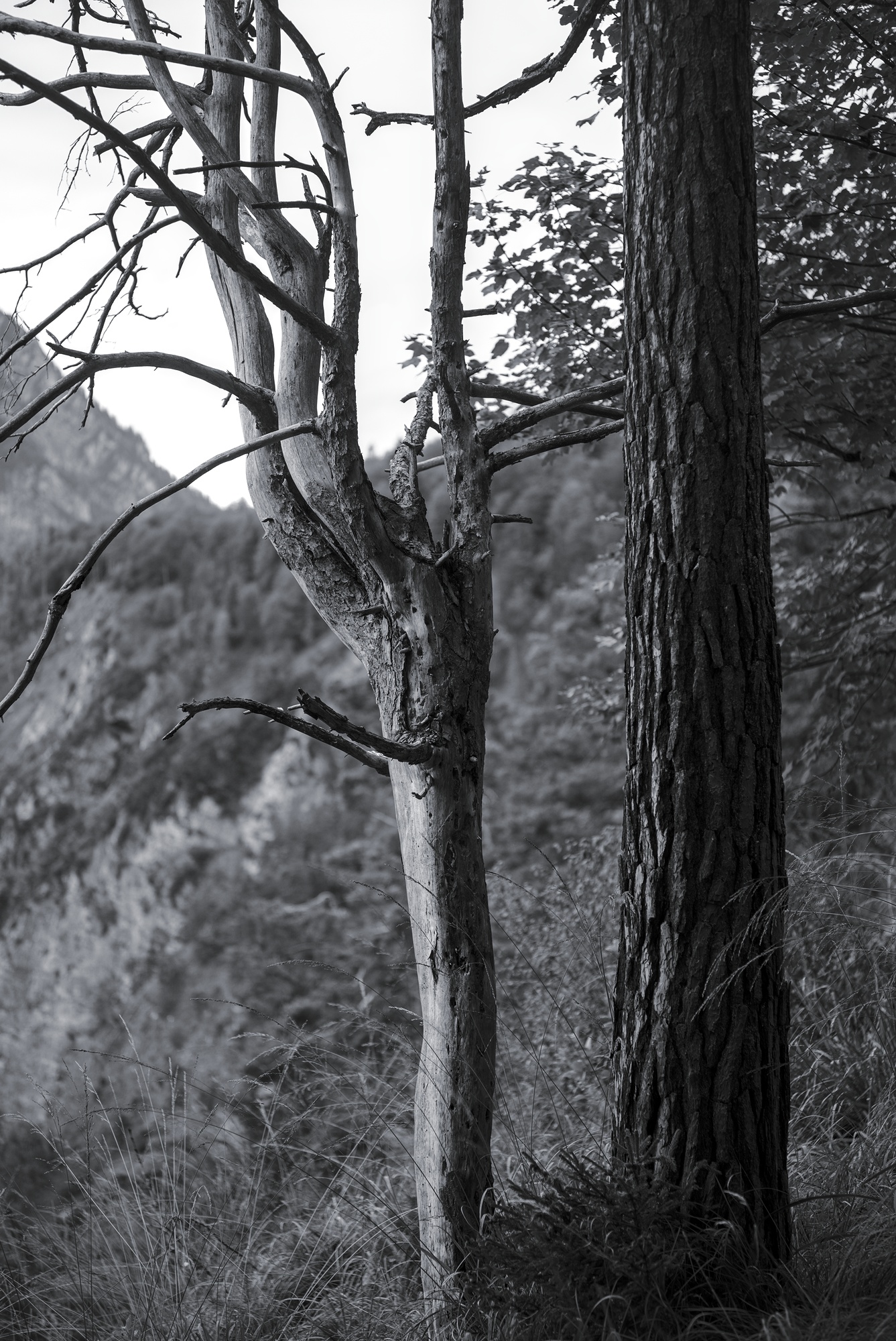 Two Trees