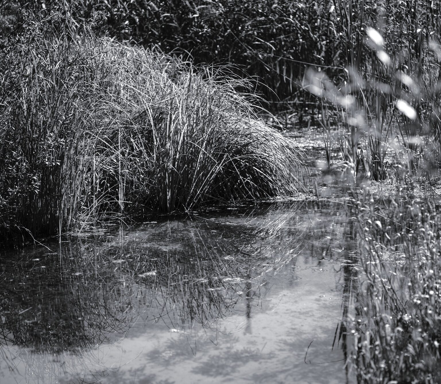 Wetland Grass