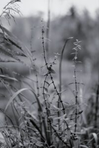 Lycopus-Tango and Bystander