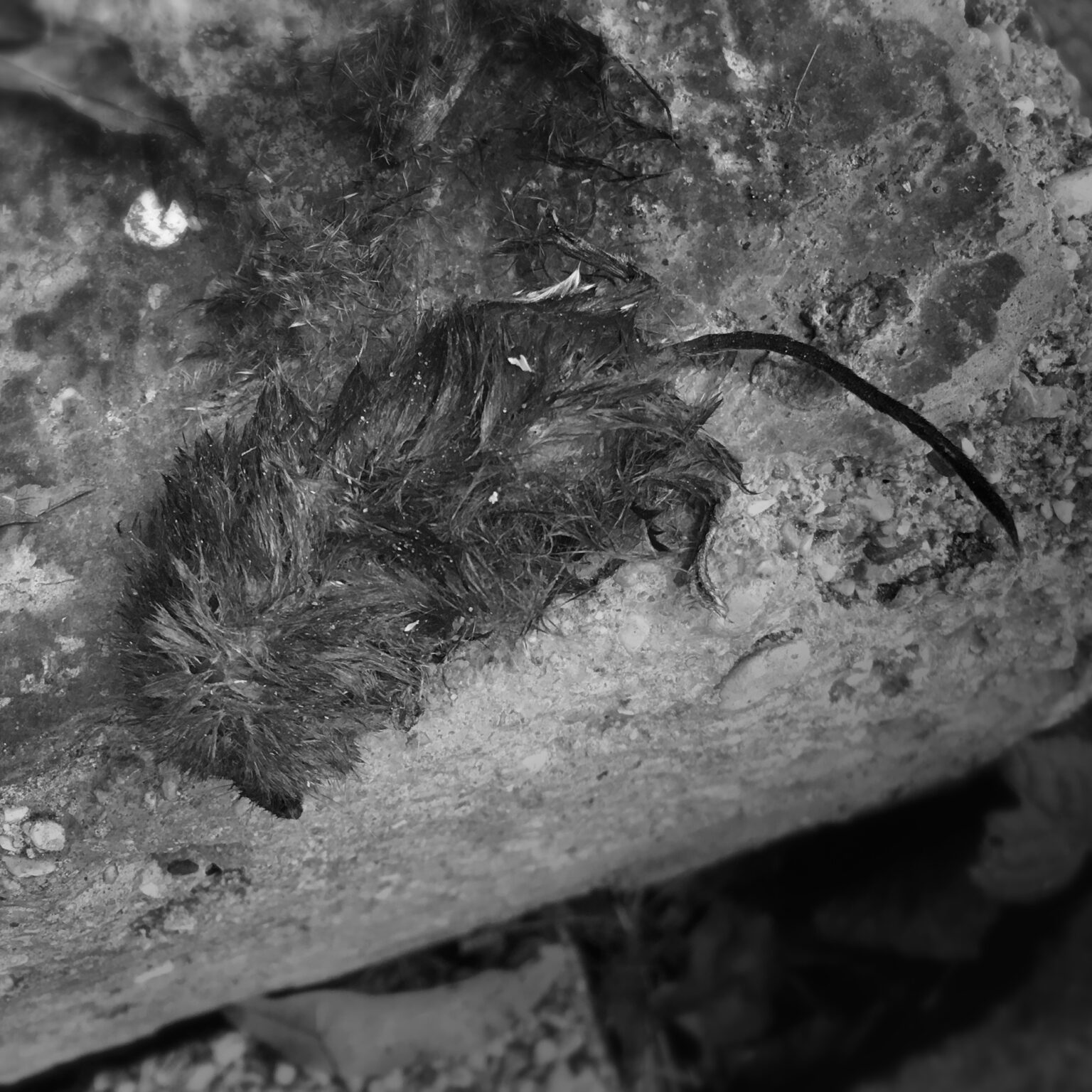 Memento Mori