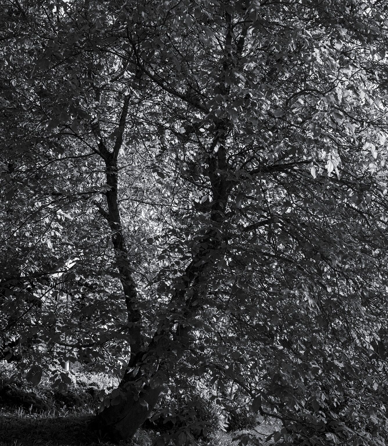 Overabundance