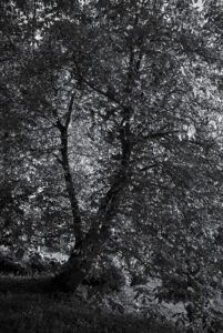 Overabundance