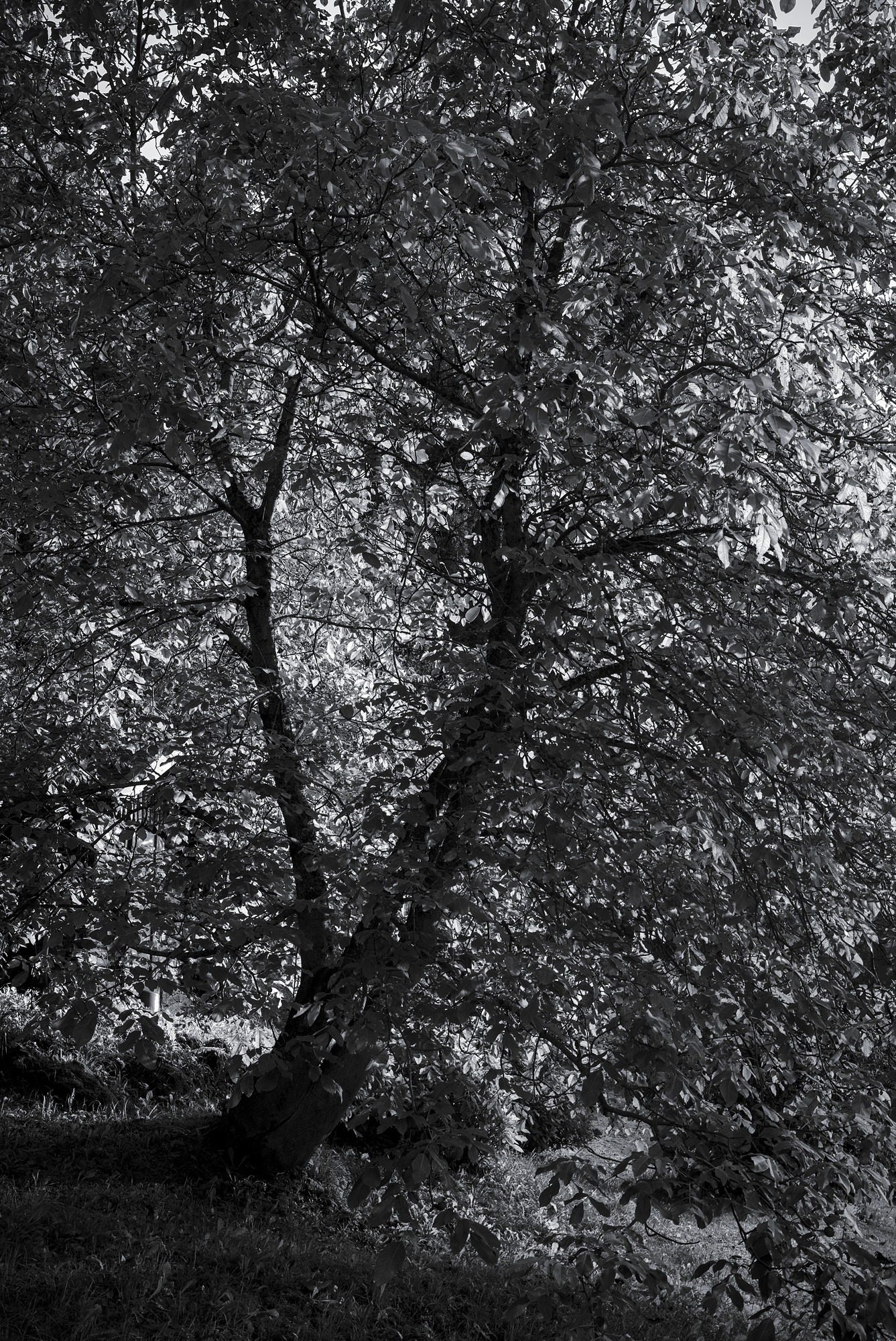 Overabundance