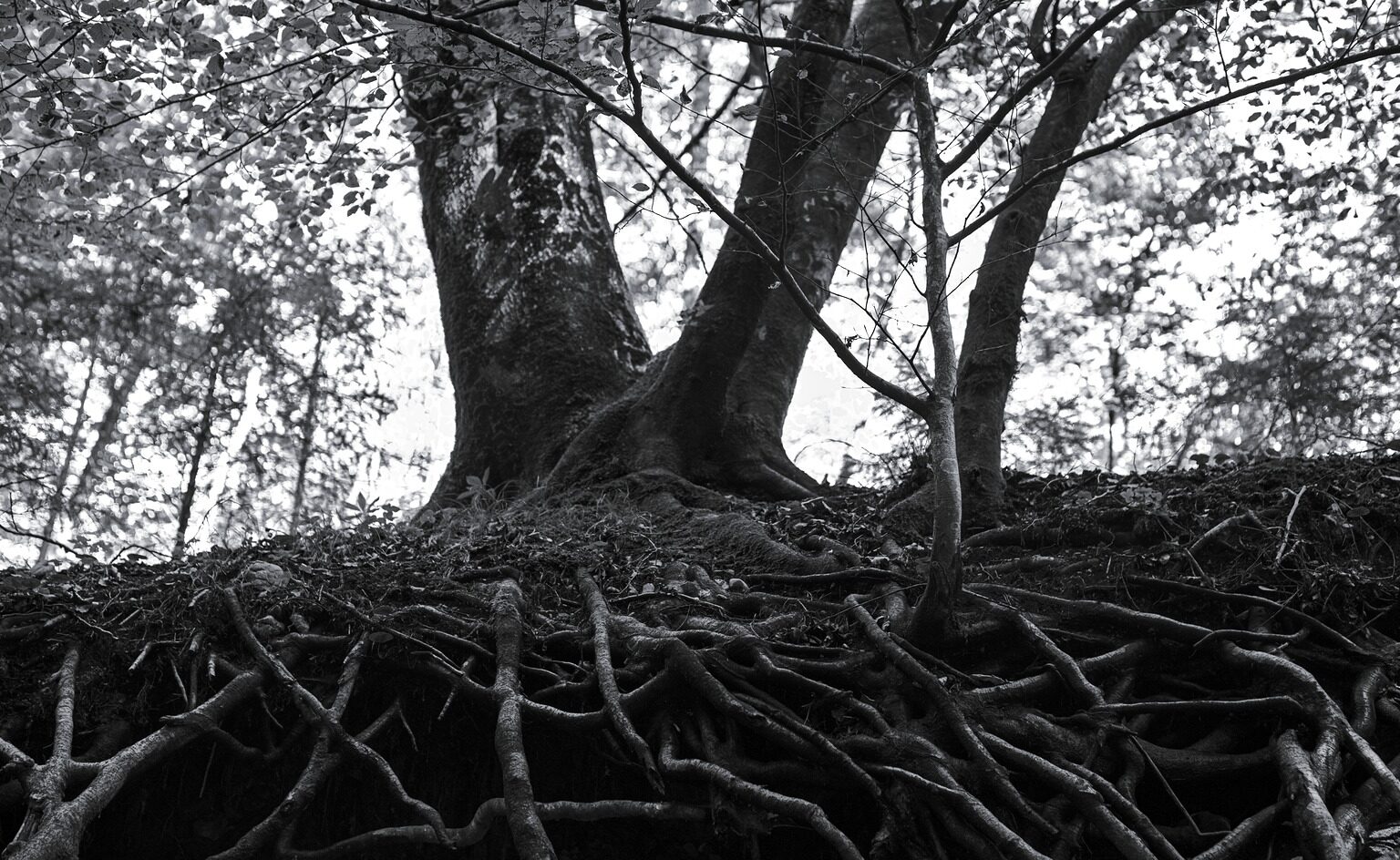 Rootwork