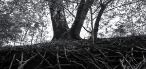 Rootwork