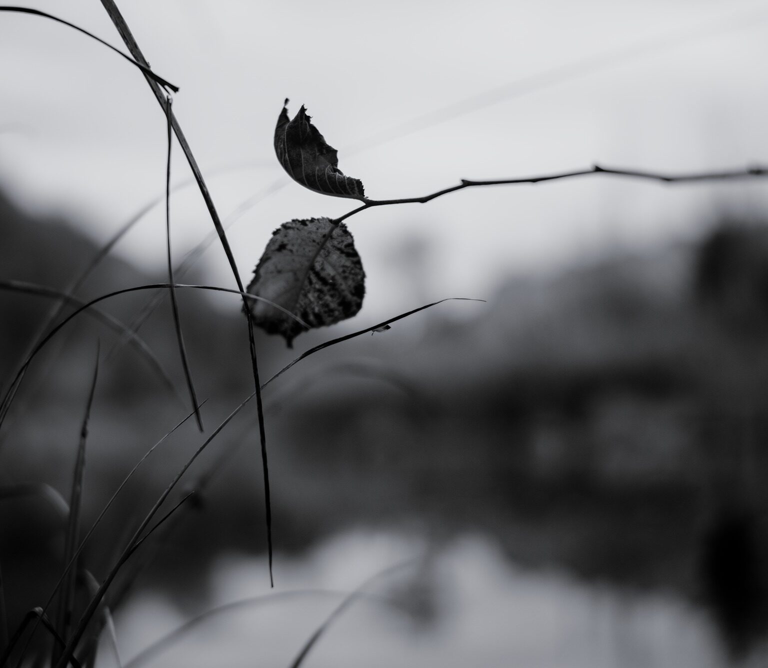 Still hanging Leaf