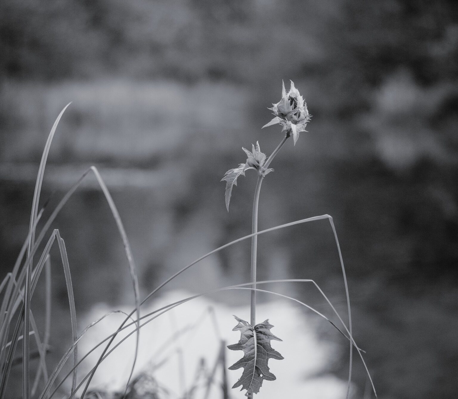 Thistle at the Pond