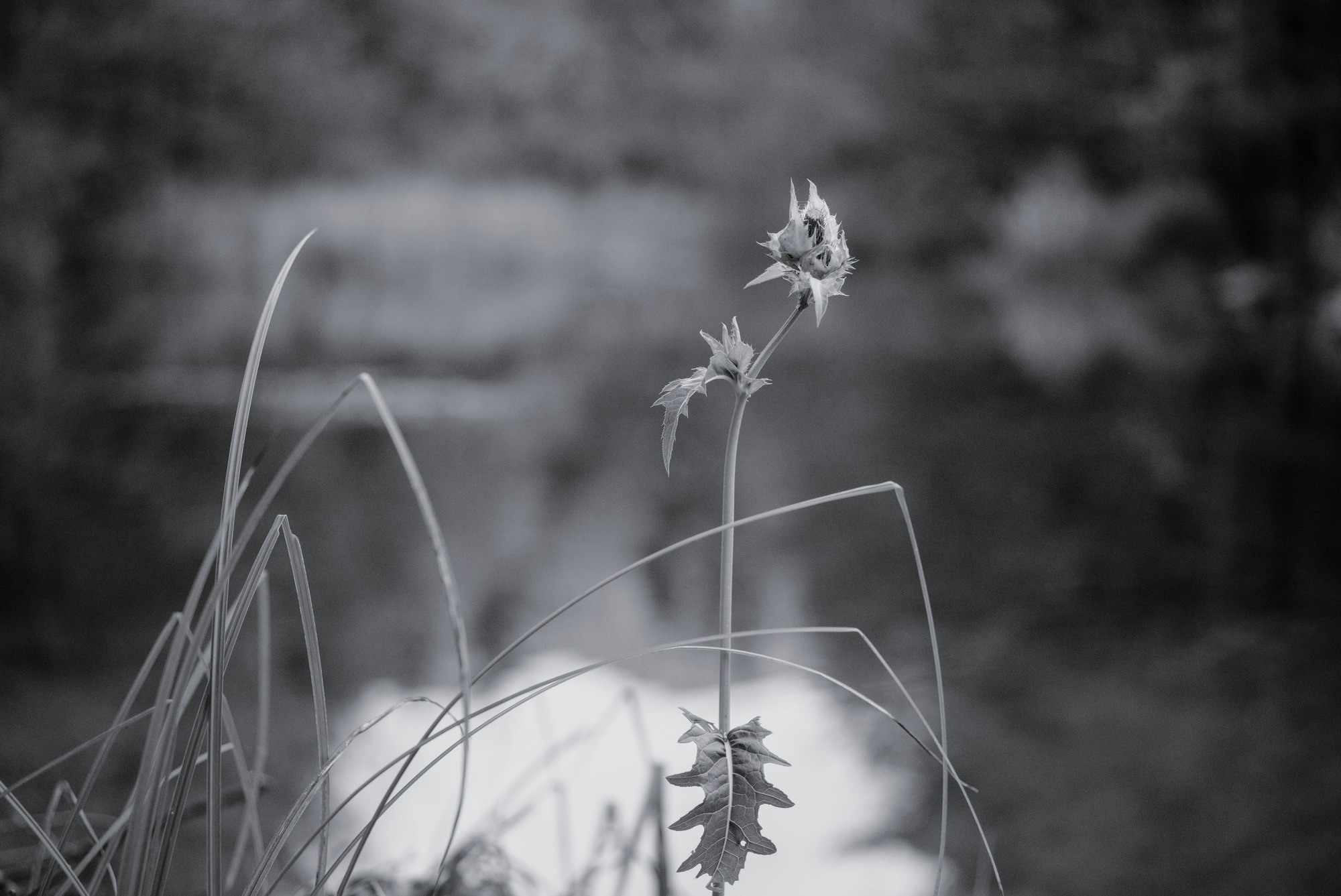 Thistle at the Pond