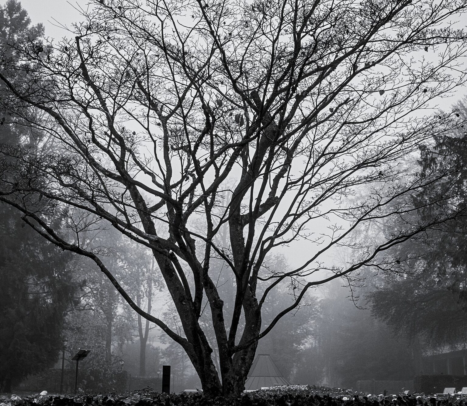 Dogwood (cornus kousa)
