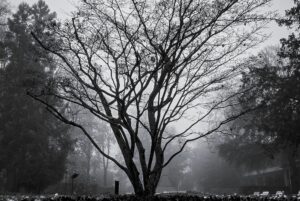 Dogwood (cornus kousa)
