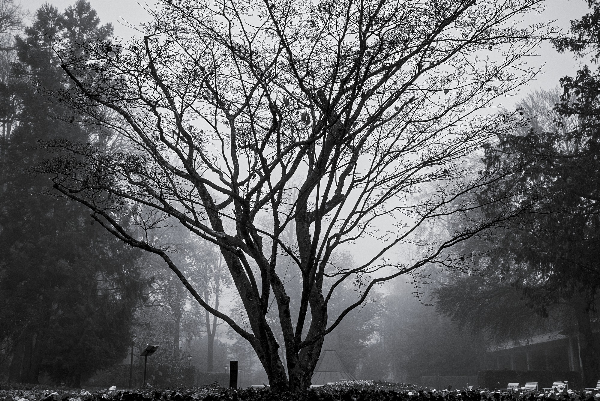 Dogwood (cornus kousa)