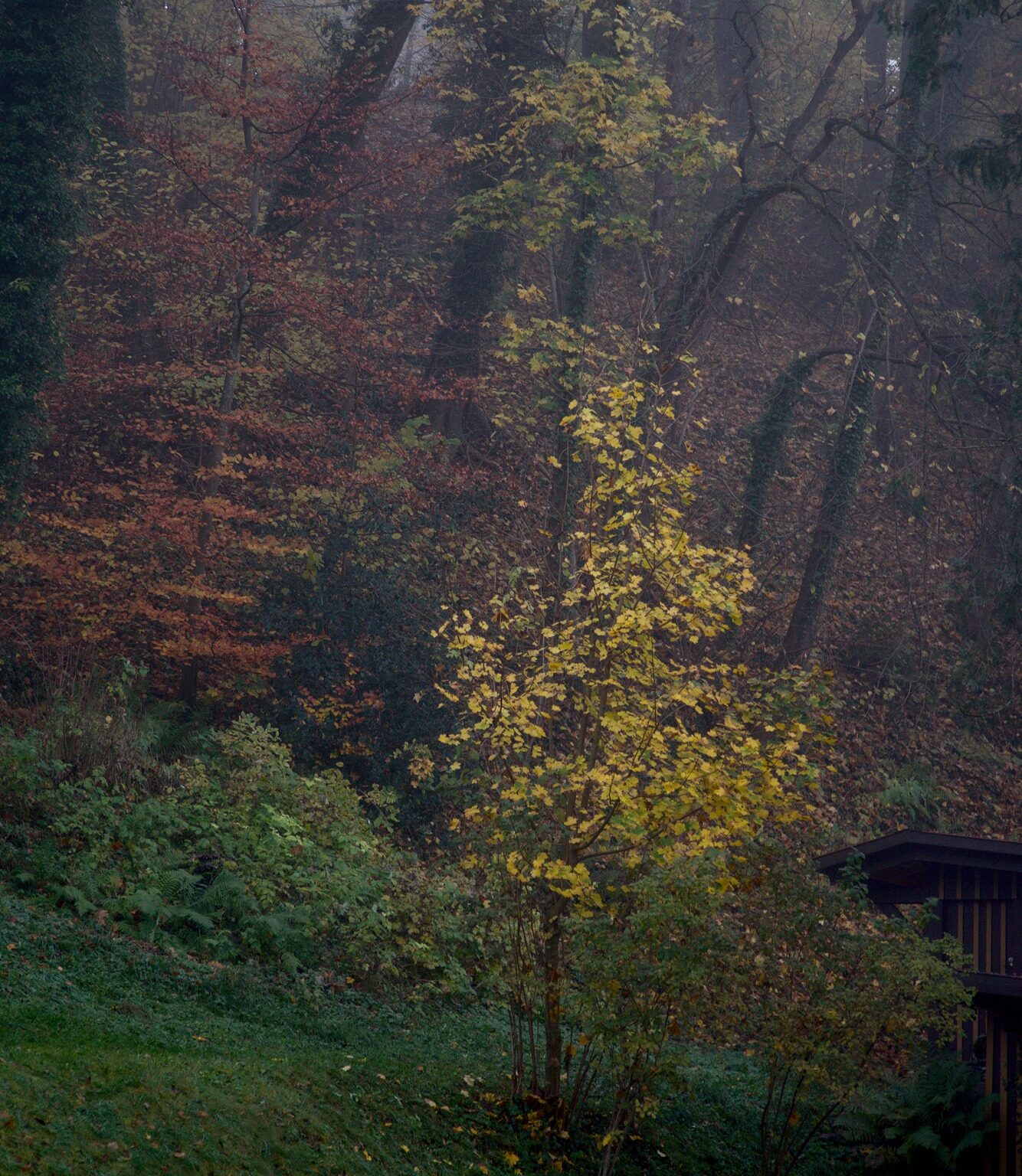 Fall Colors, muted