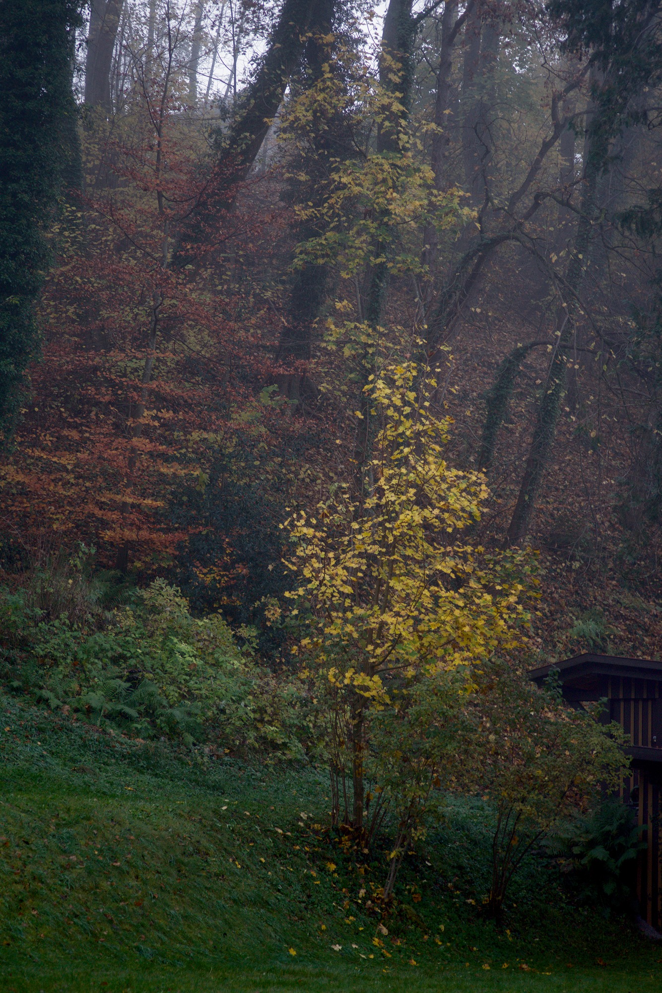 Fall Colors, muted