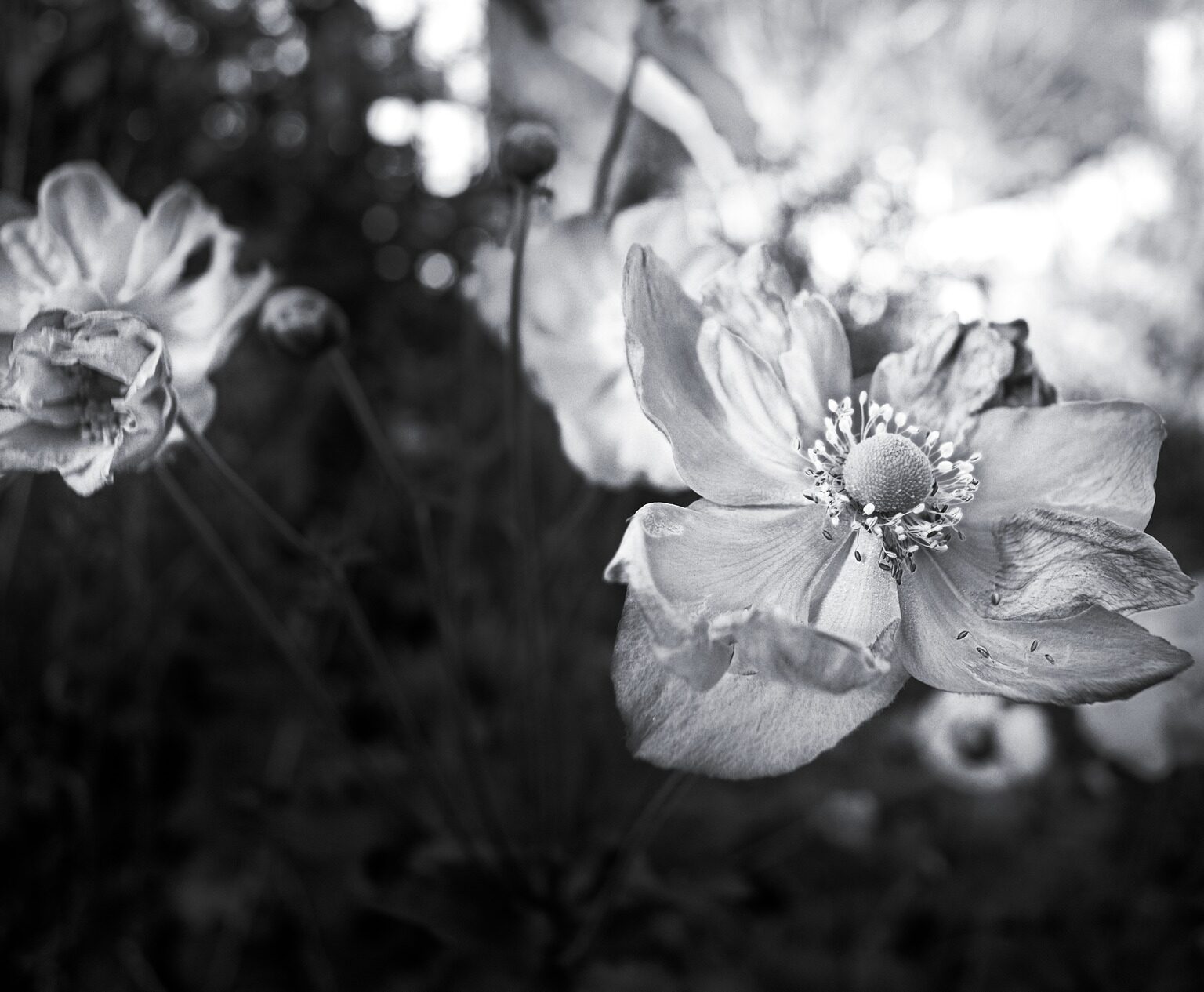 Japanese Anemonae