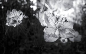 Japanese Anemonae