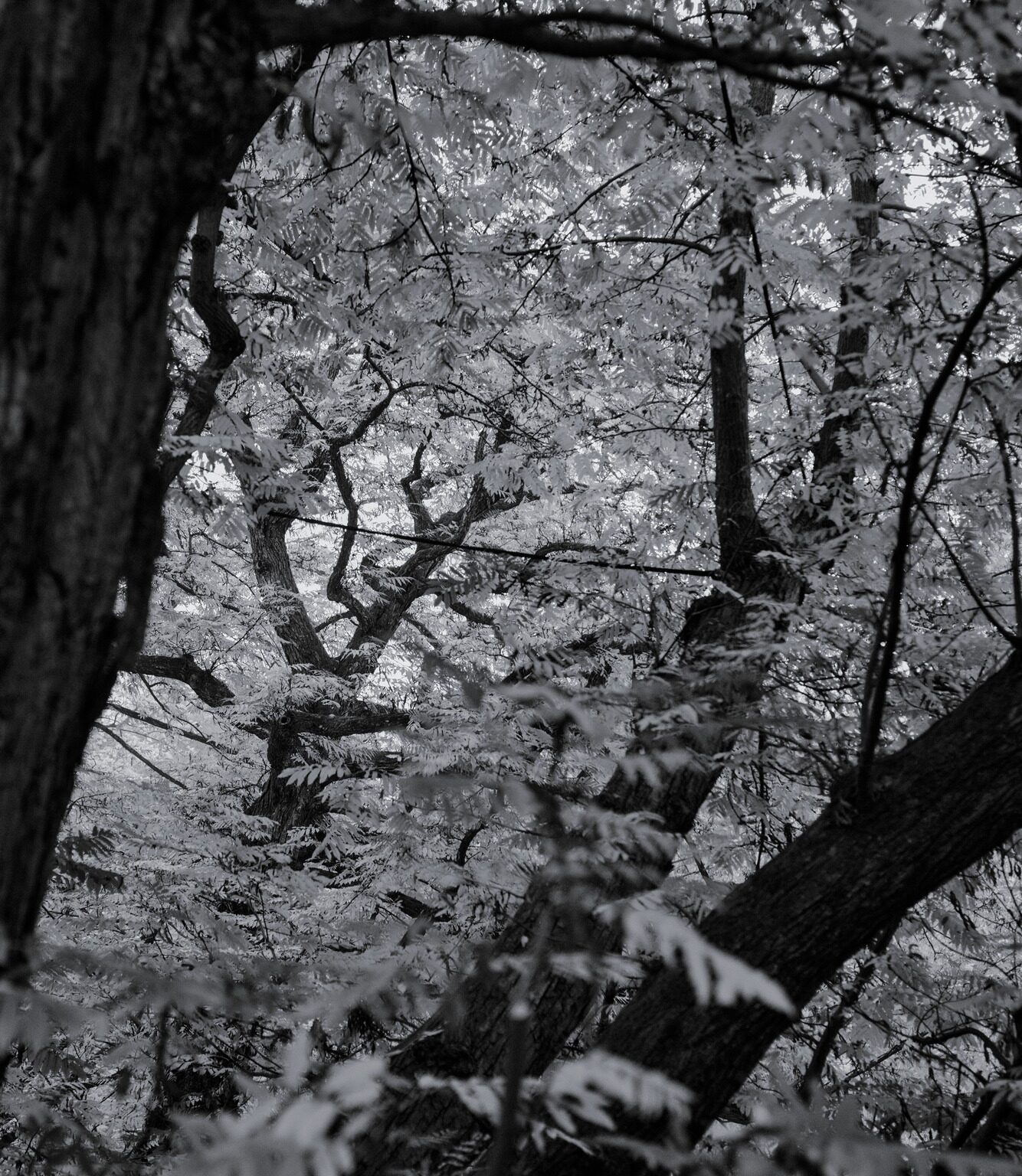 Leaf Patterns