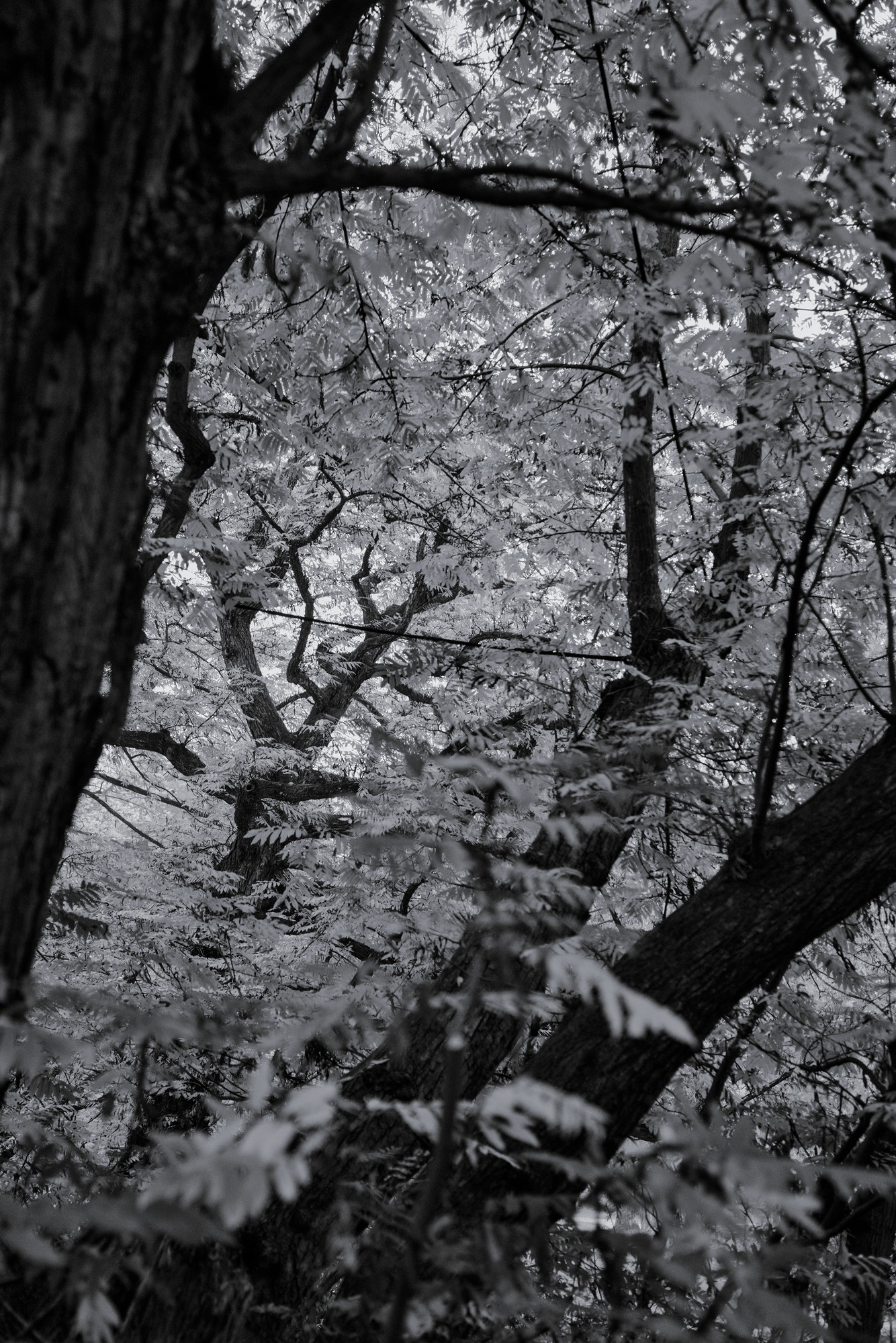 Leaf Patterns