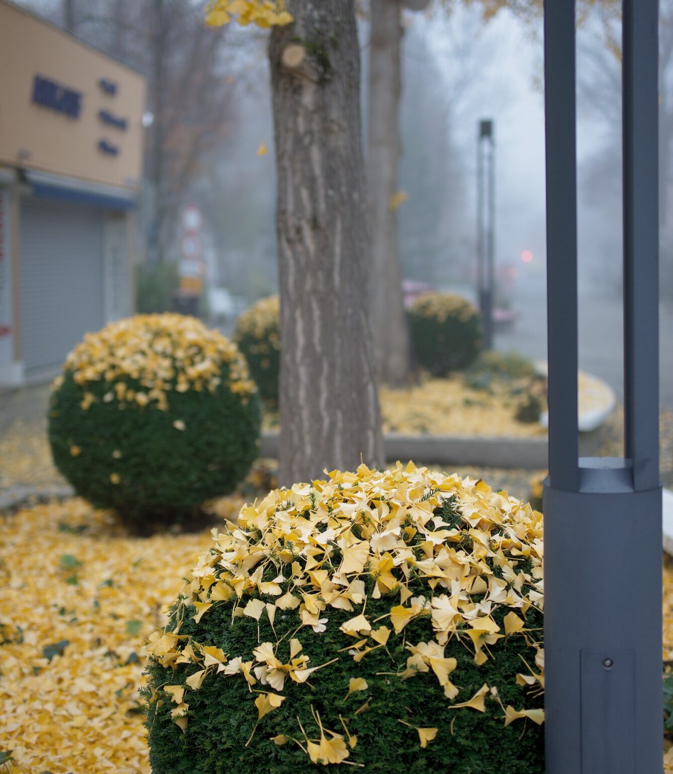 Overnight, it rained golden Leaves
