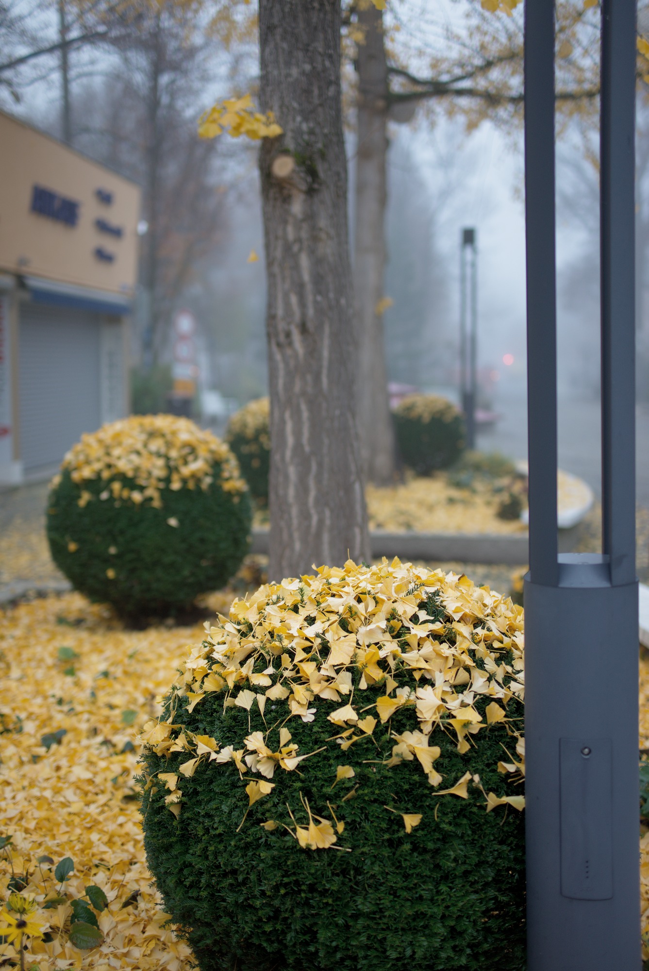 Overnight, it rained golden Leaves