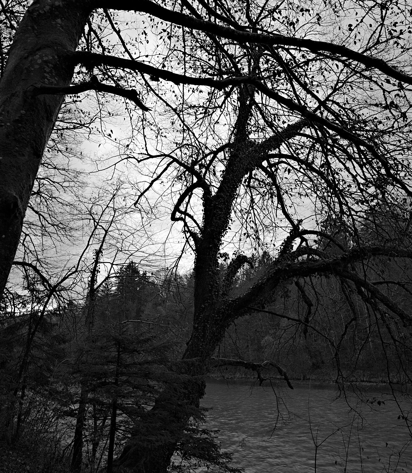 Riverside Tree