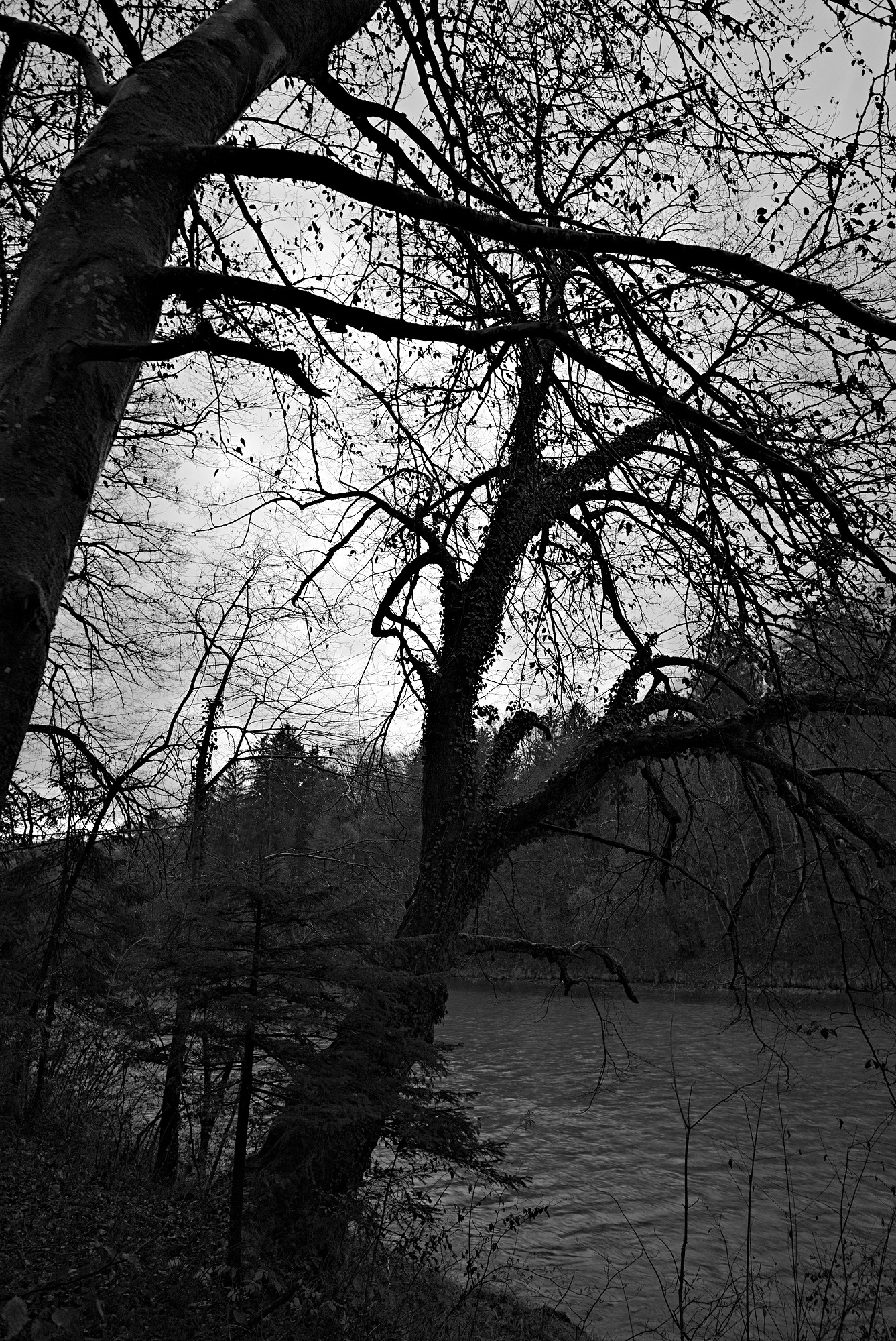 Riverside Tree