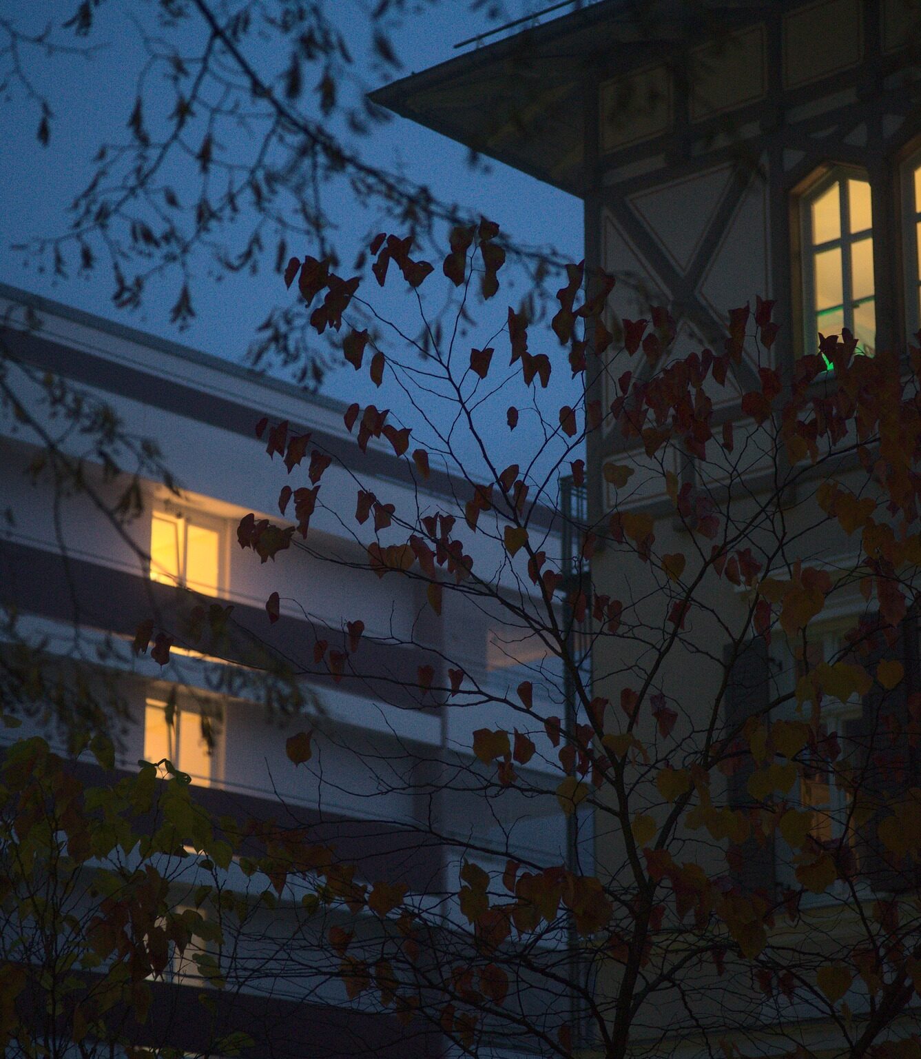 Sparse Leaves, bright Windows